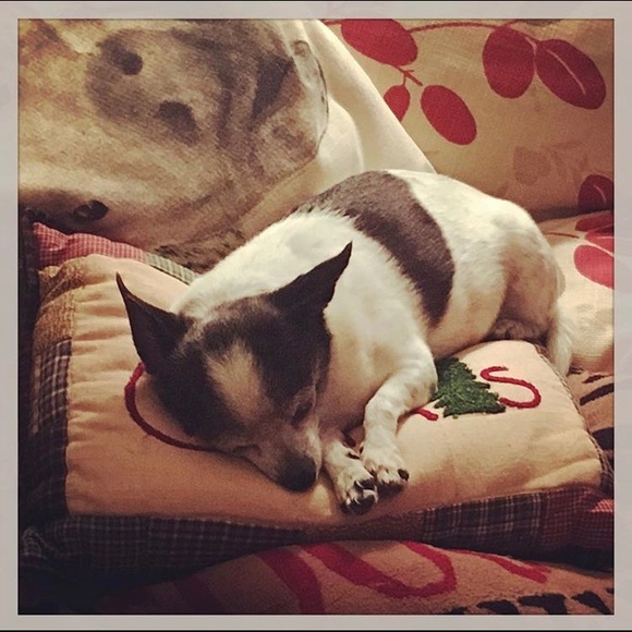 Counting sheep? 🐑 - Picture 5 of 11